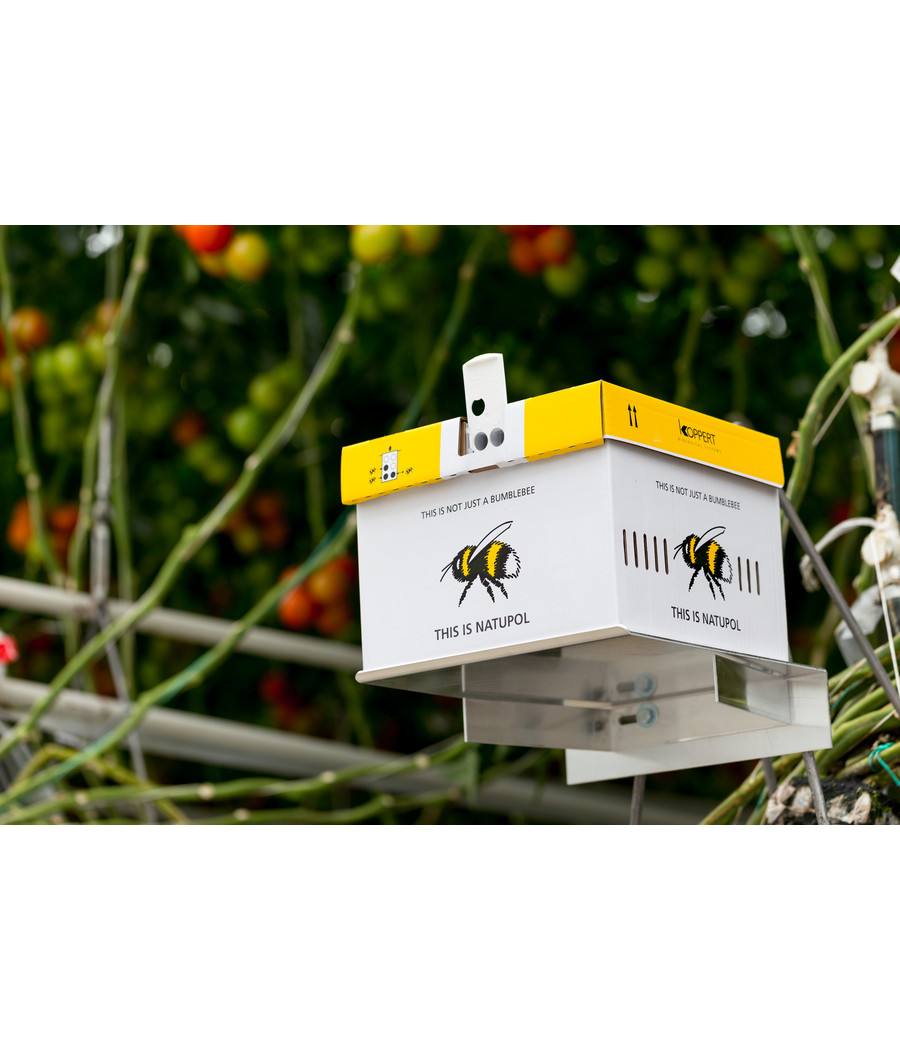 polinizacion con colmenas de abejorros para cultivos de invernaderos